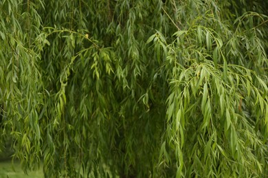 Photo of Branches of beautiful willow tree in park