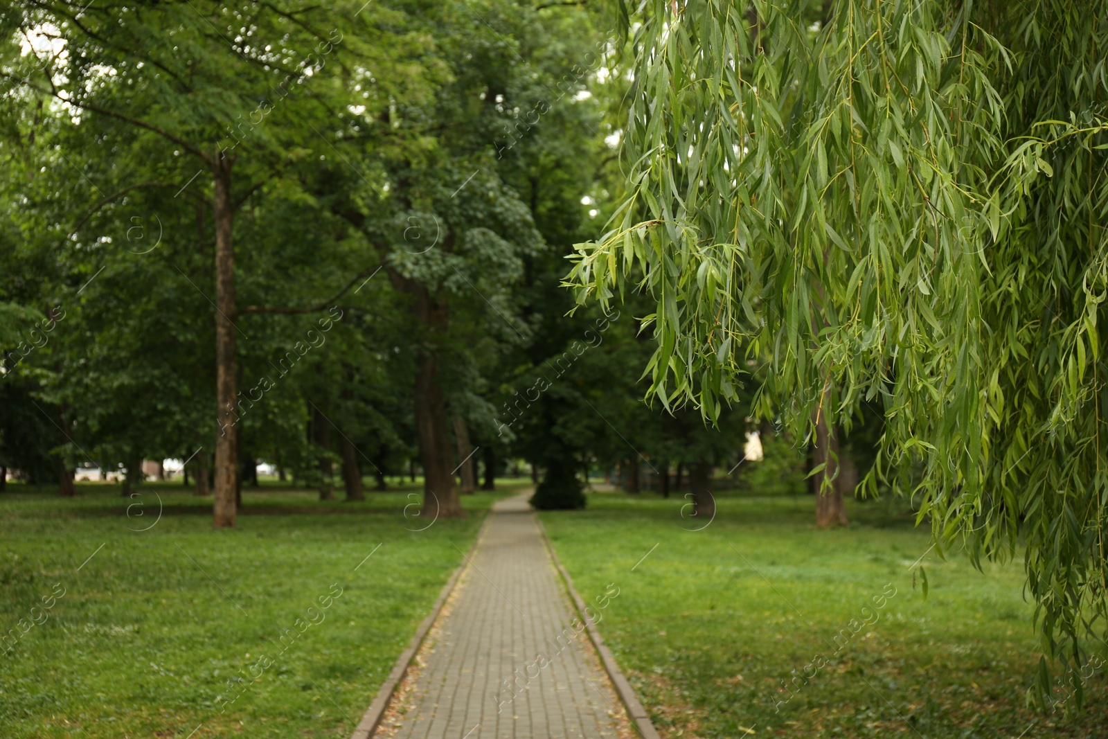 Photo of Picturesque view of park with trees and green grass