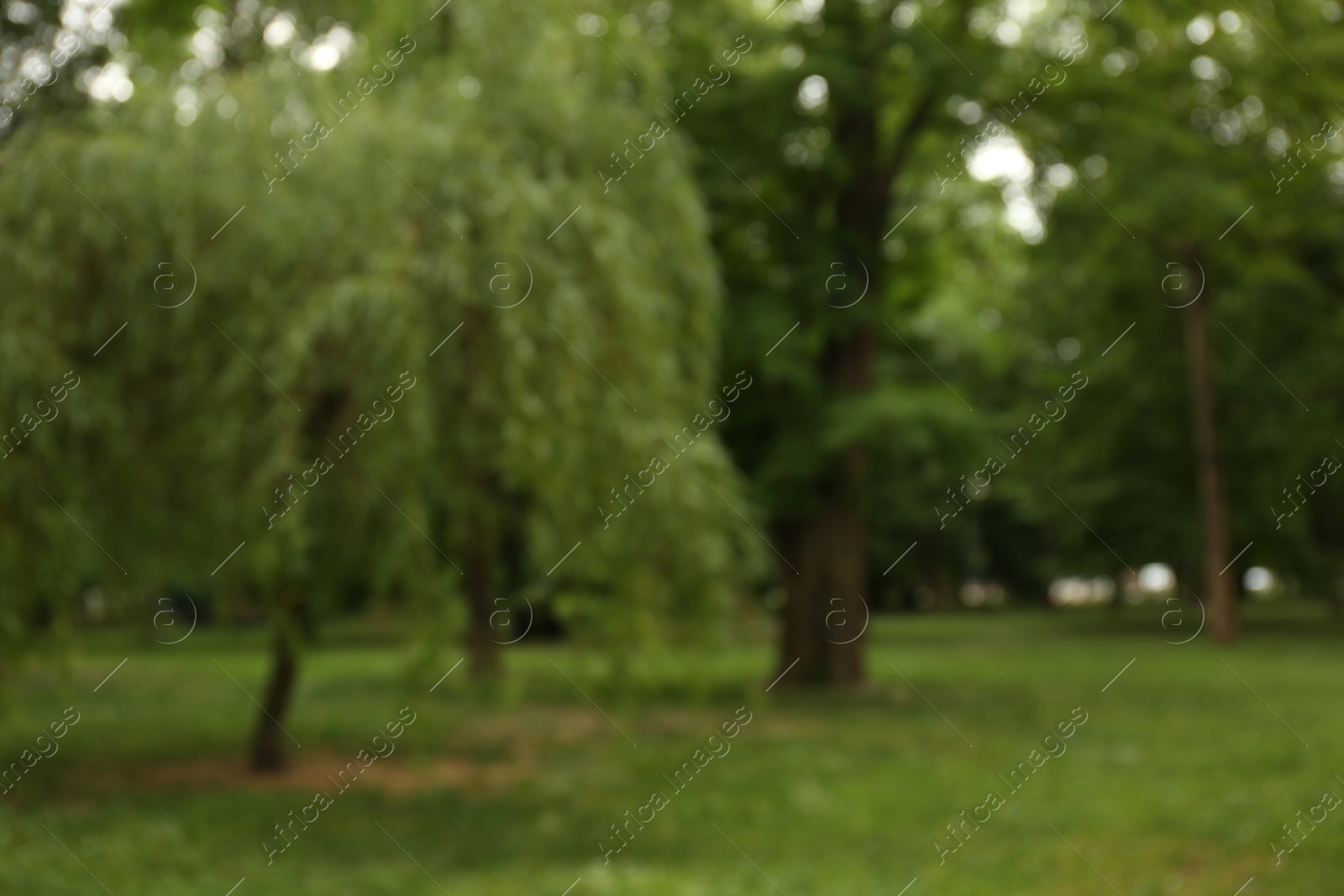 Photo of Blurred view of park with trees and green grass