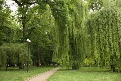 Picturesque view of park with trees, pathway and green grass