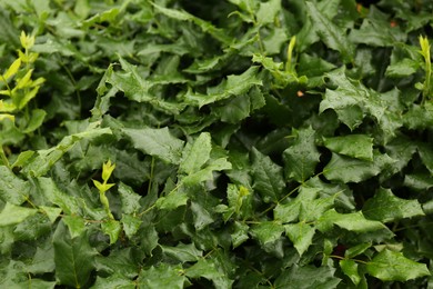 Photo of Branches of beautiful mahonia shrub outdoors, closeup