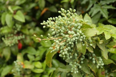 Photo of Branches of beautiful mahonia shrub with berries outdoors, closeup