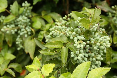 Branches of beautiful mahonia shrub with berries outdoors, closeup