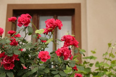 Photo of Beautiful red roses blooming outdoors on spring day, closeup