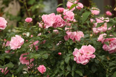 Beautiful pink roses blooming outdoors on spring day, closeup