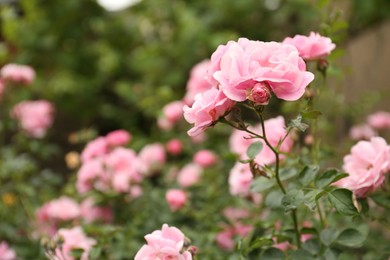 Photo of Beautiful pink roses blooming outdoors on spring day, closeup