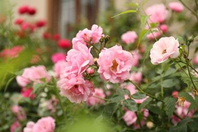 Beautiful pink roses blooming outdoors on spring day, closeup