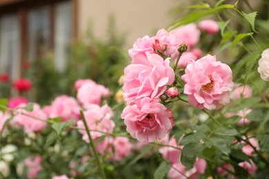 Photo of Beautiful pink roses blooming outdoors on spring day, closeup