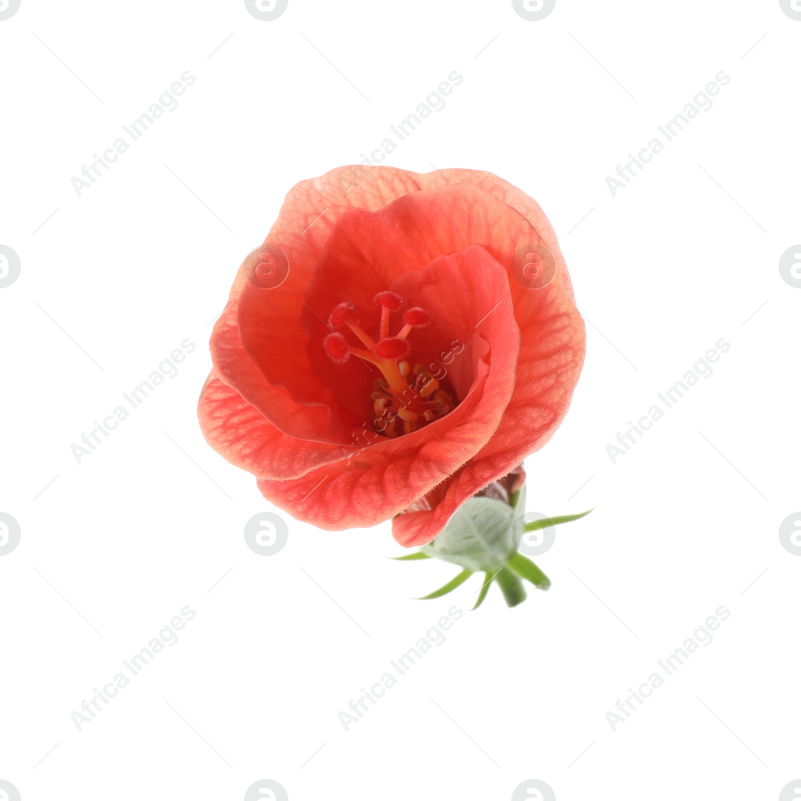 Photo of Beautiful red hibiscus flower isolated on white