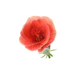 Photo of Beautiful red hibiscus flower isolated on white