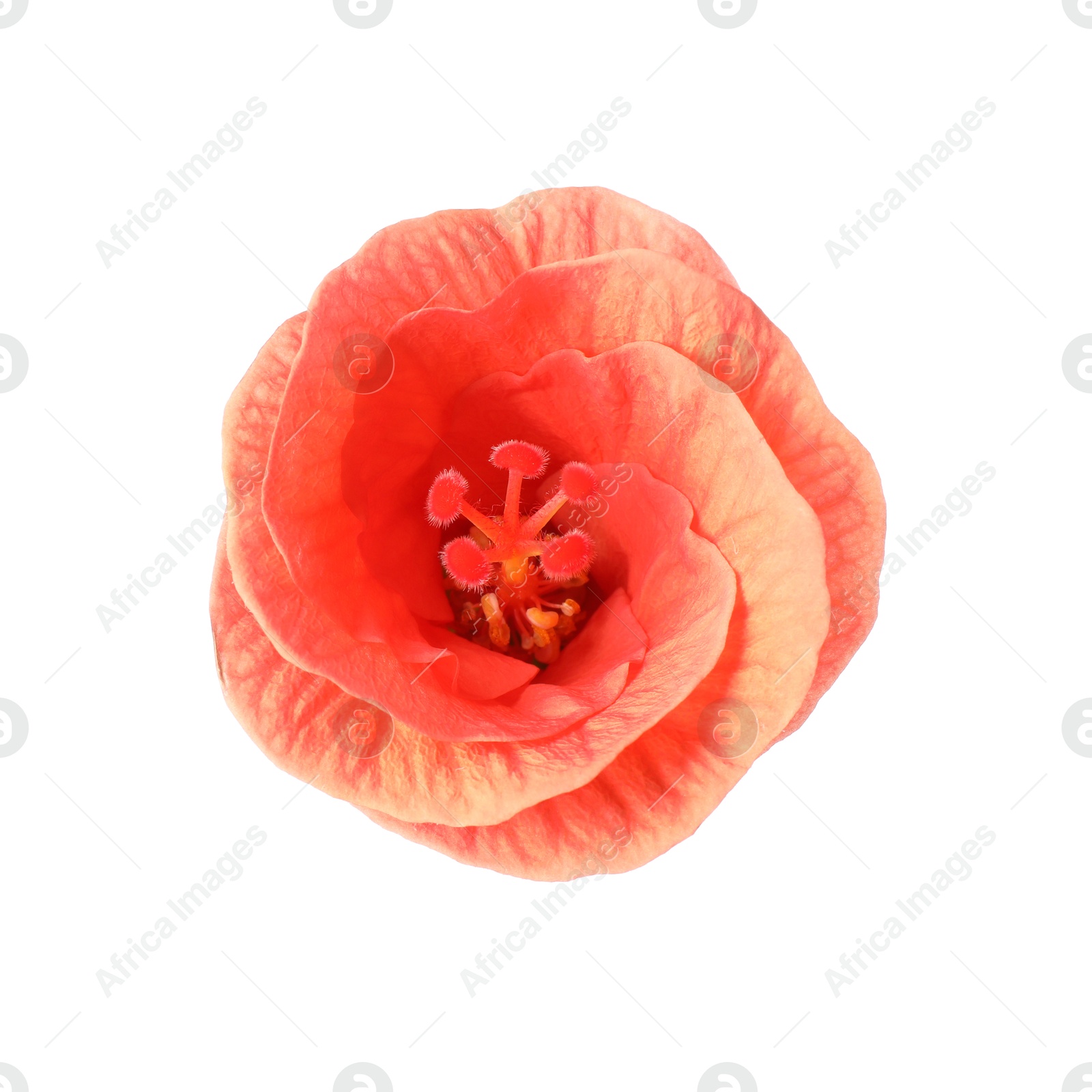 Photo of Beautiful red hibiscus flower isolated on white