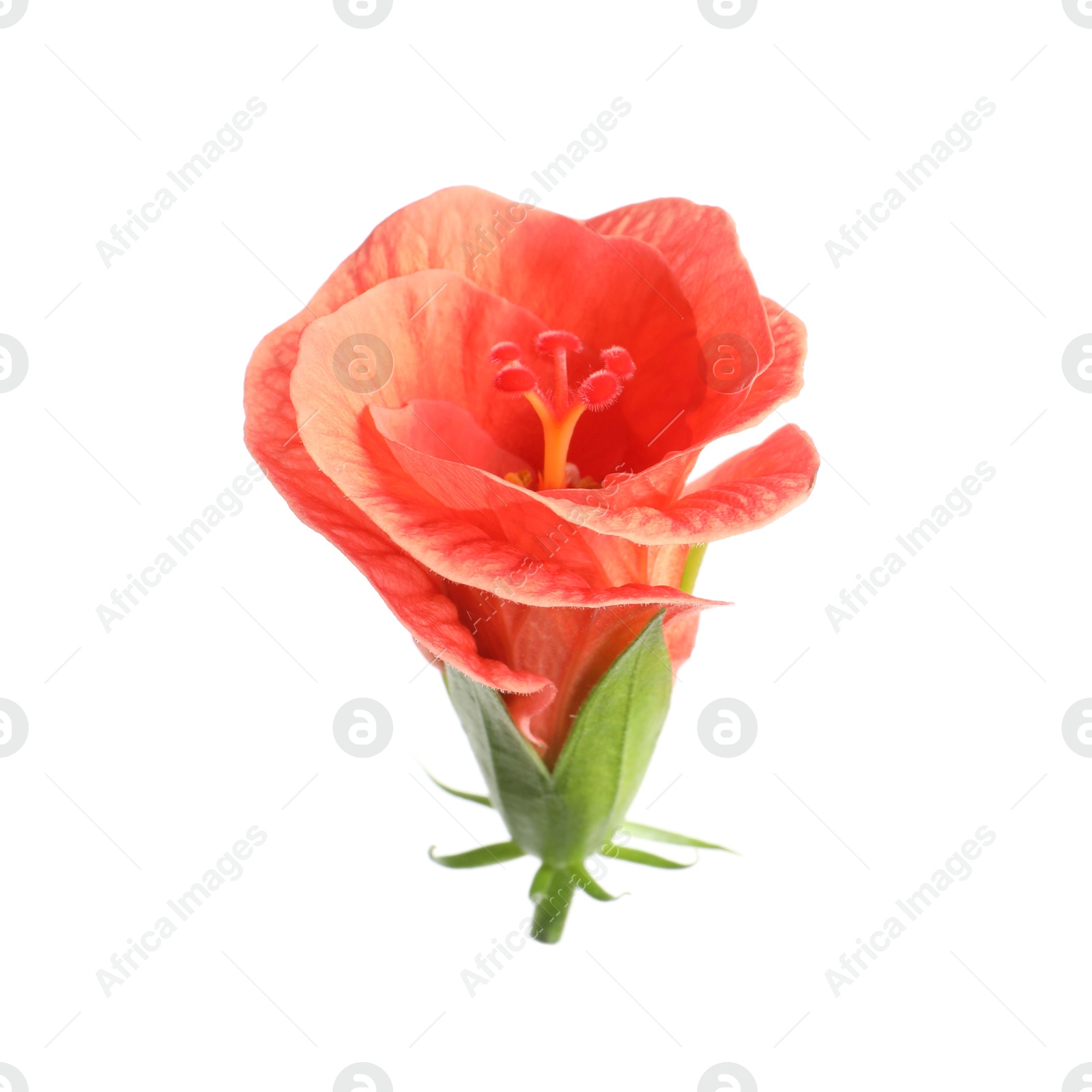 Photo of Beautiful red hibiscus flower isolated on white