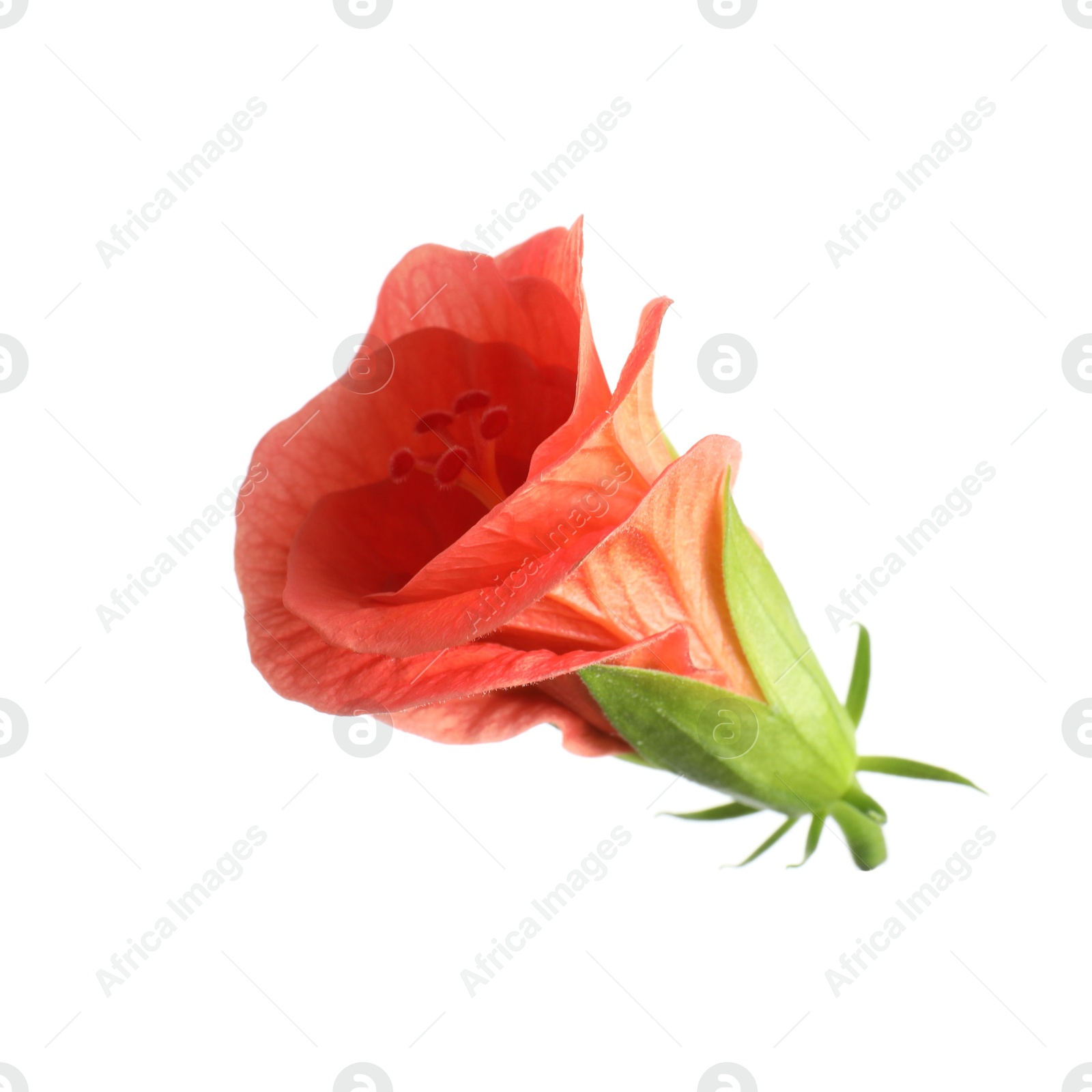 Photo of Beautiful red hibiscus flower isolated on white