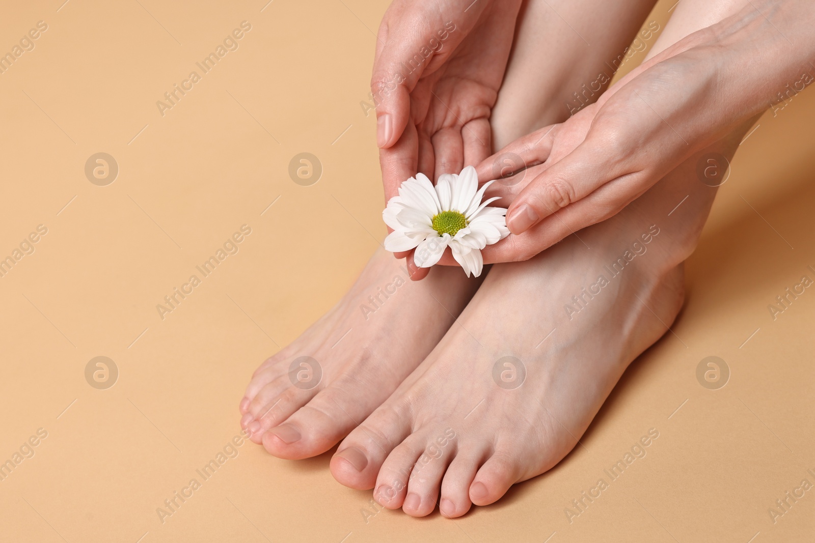 Photo of Closeup view of woman`s groomed feet after care procedure and beautiful flower on beige background, space for text