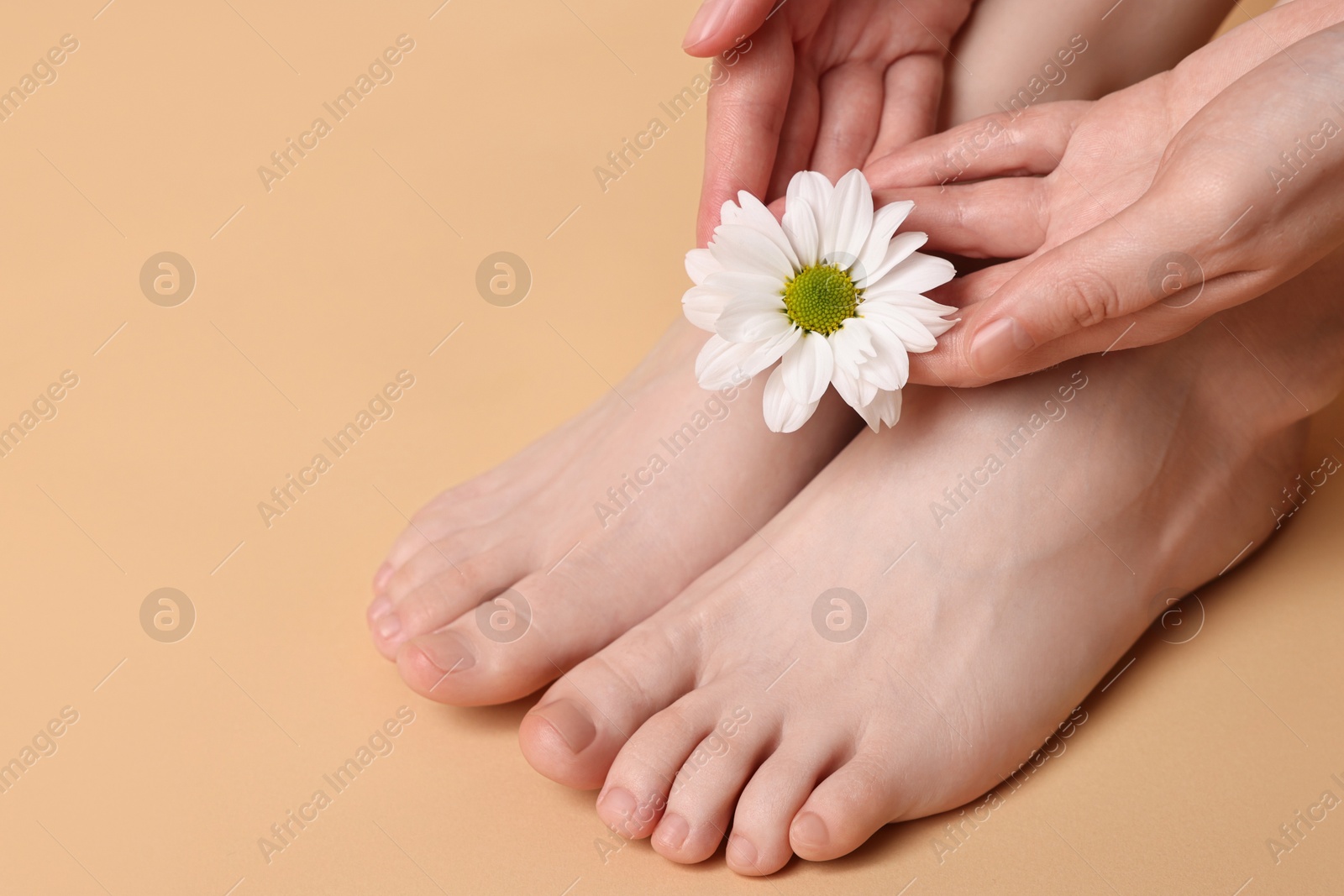 Photo of Closeup view of woman`s groomed feet after care procedure and beautiful flower on beige background, space for text