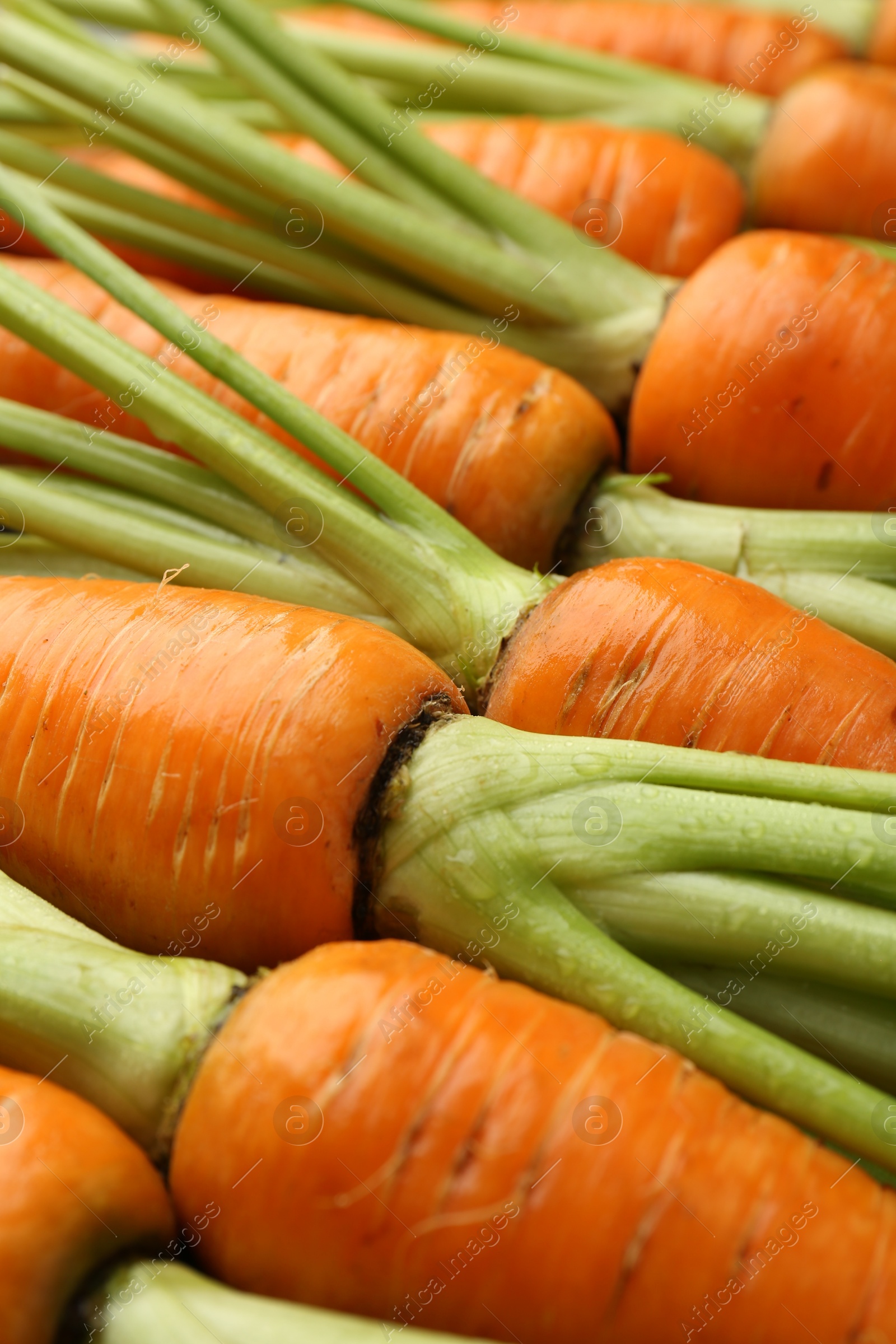 Photo of Tasty ripe juicy carrots as background, closeup