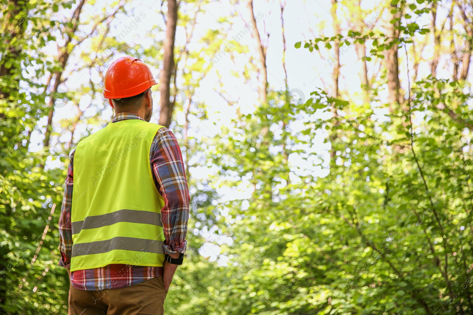 Photo of Forester in hard hat examining plants in forest, back view