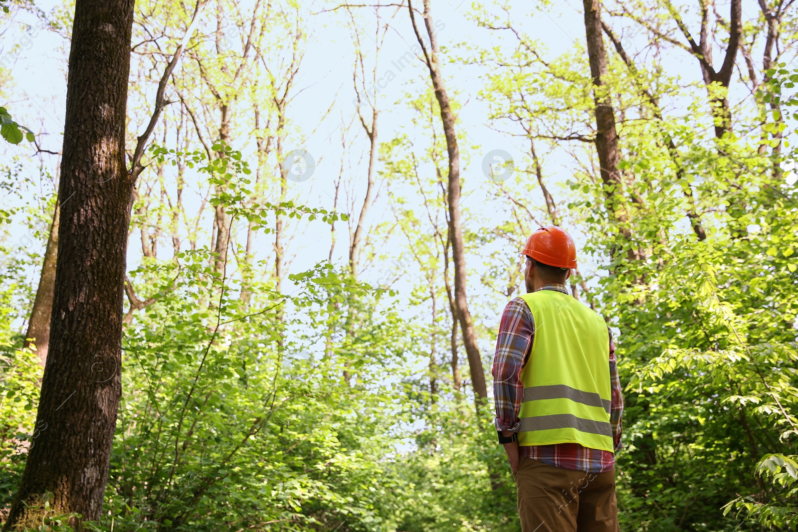 Photo of Forester in hard hat examining plants in forest, back view