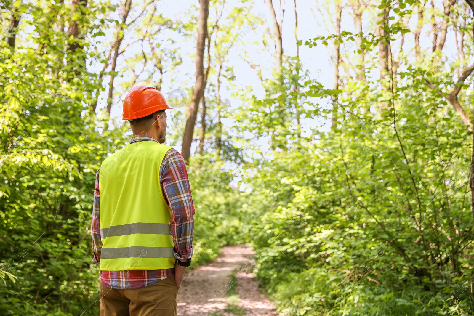 Photo of Forester in hard hat examining plants in forest, back view