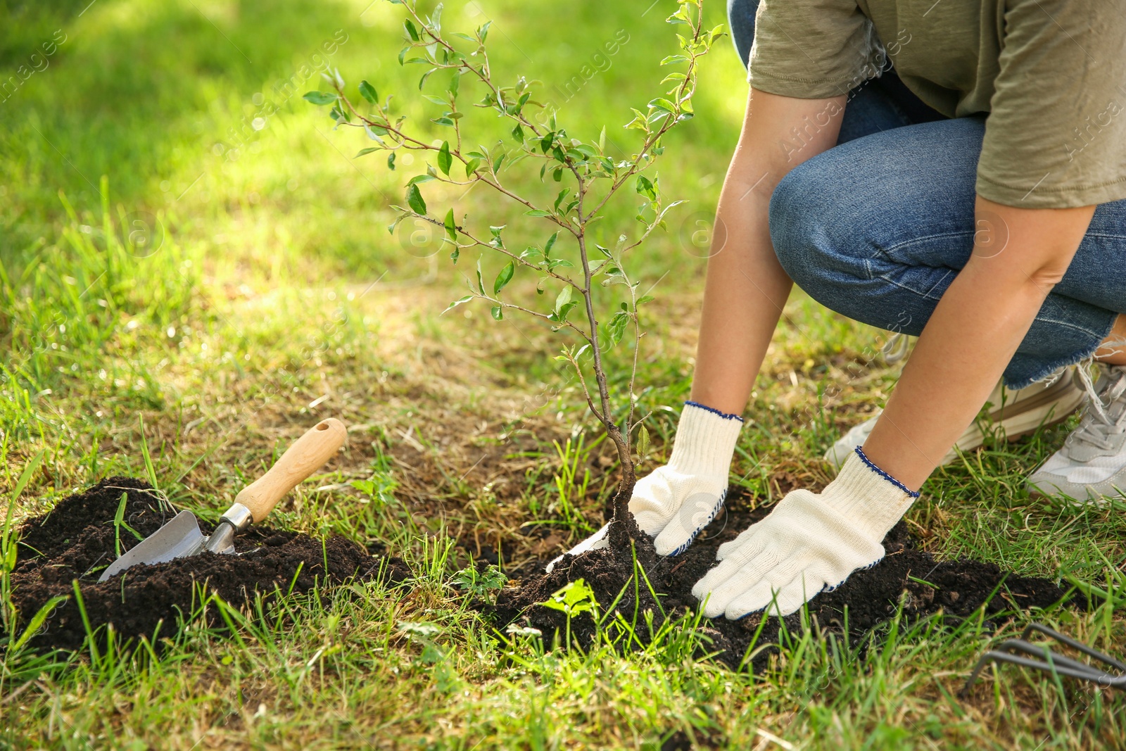 Photo of Woman planting tree in garden, closeup. Space for text