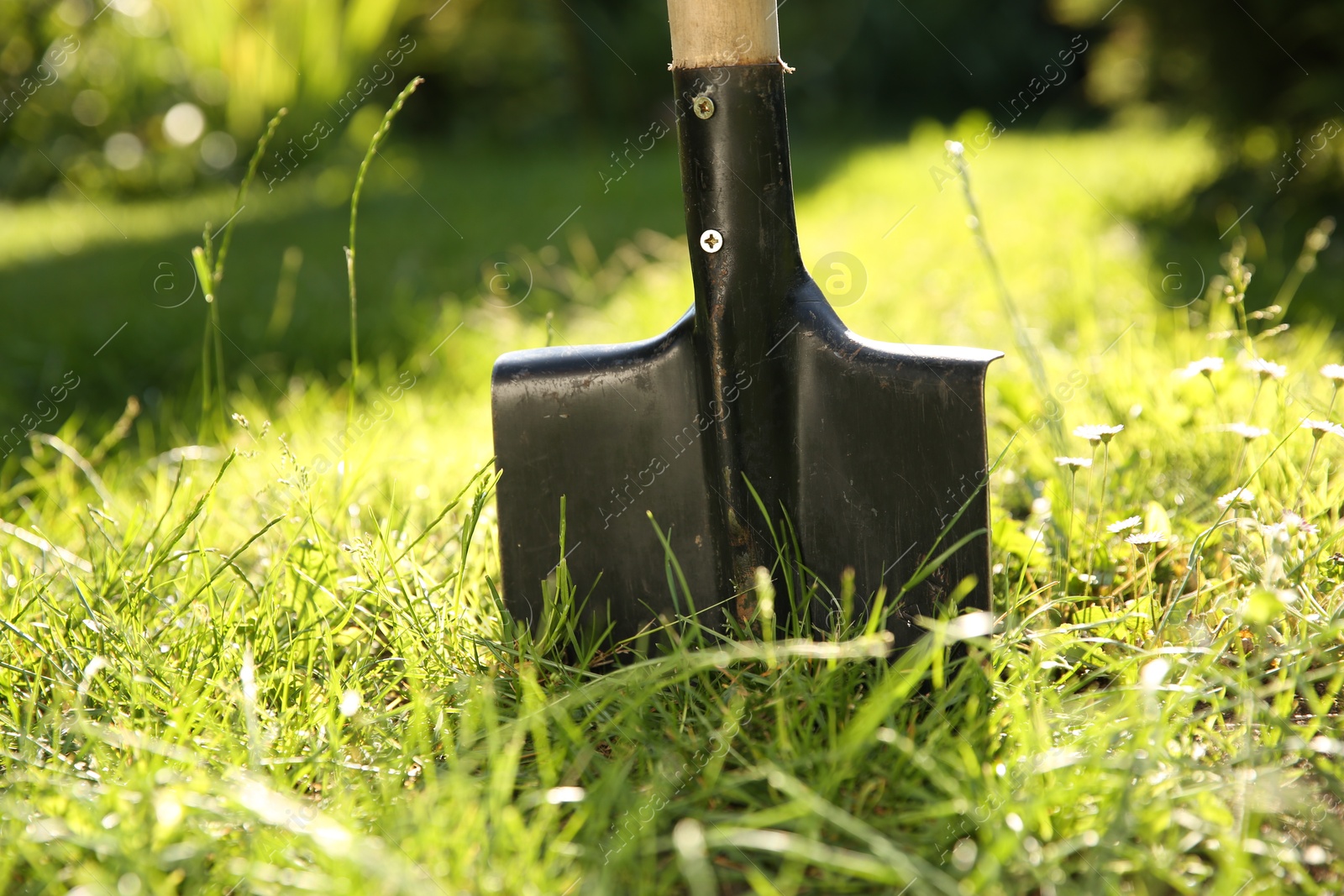 Photo of One shovel sticking out of ground on sunny day. Gardening tool