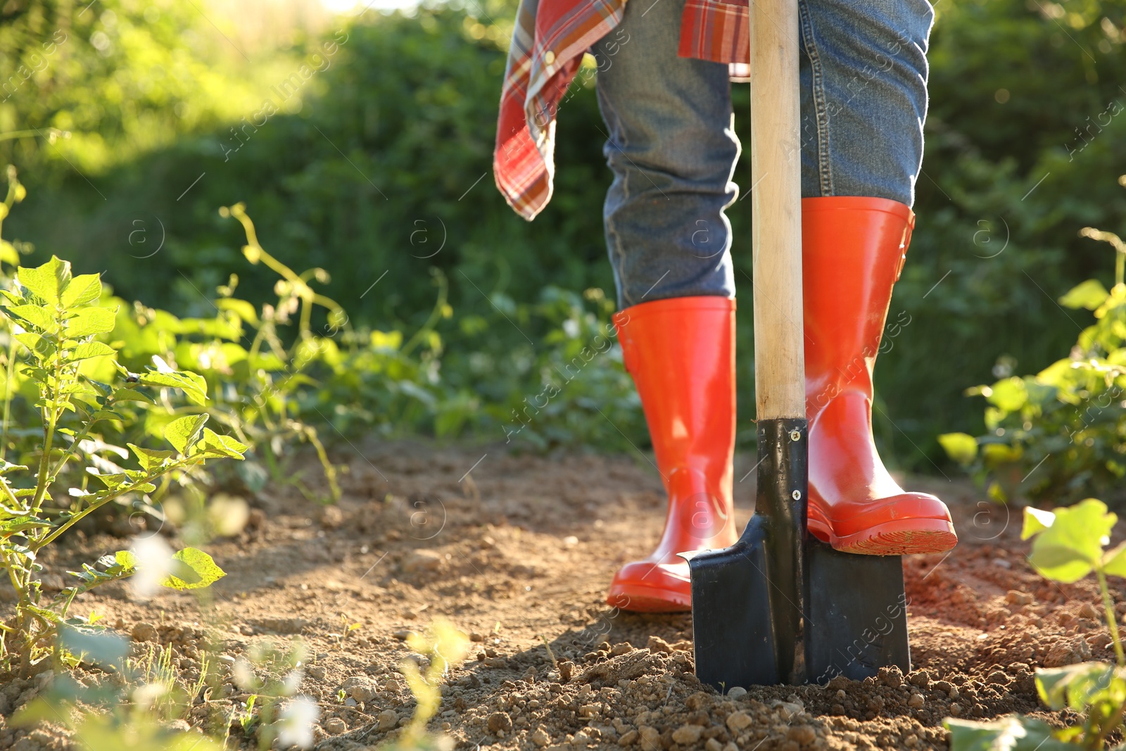 Photo of Farmer digging soil with shovel on sunny day, closeup. Space for text