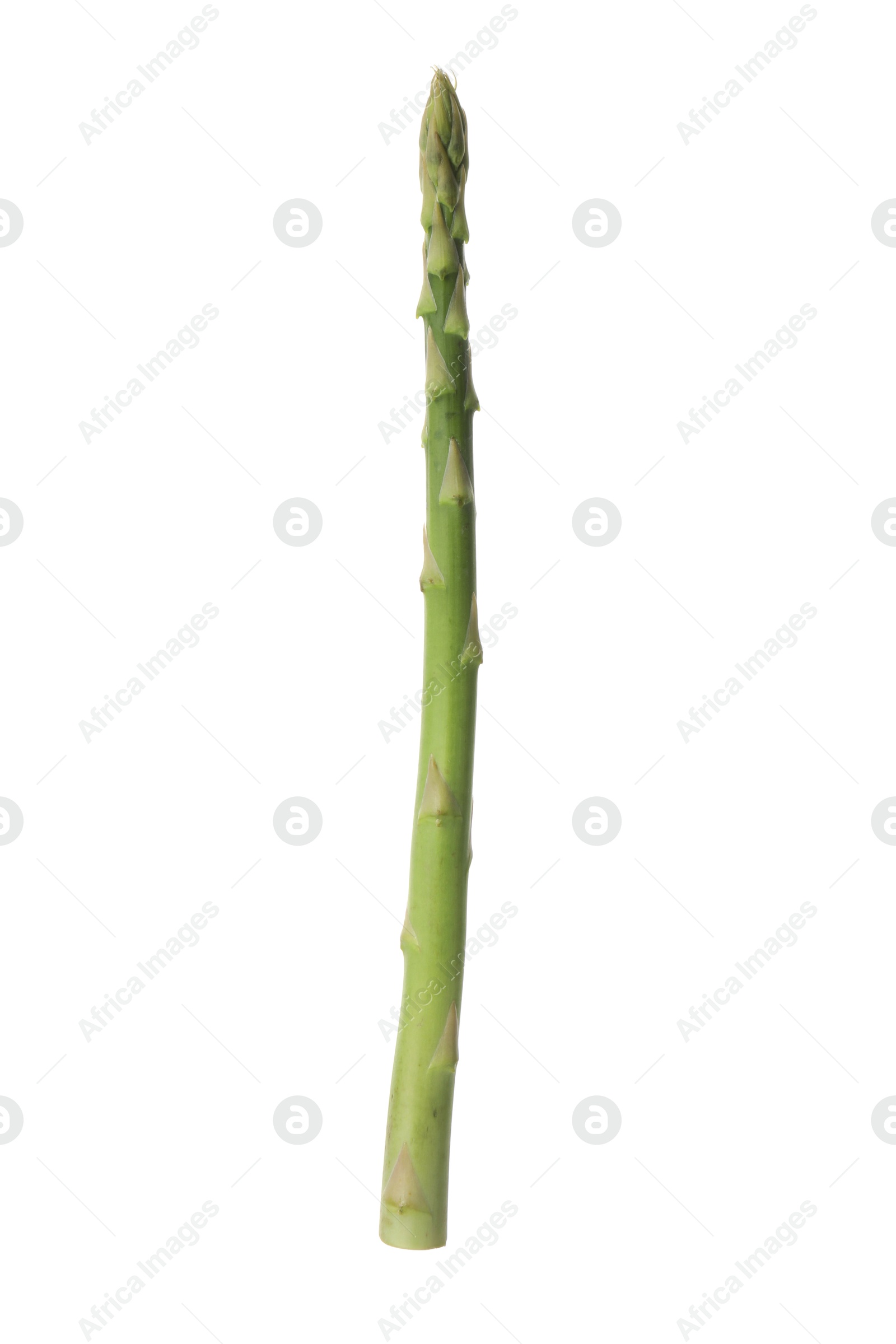 Photo of One fresh green asparagus stem isolated on white