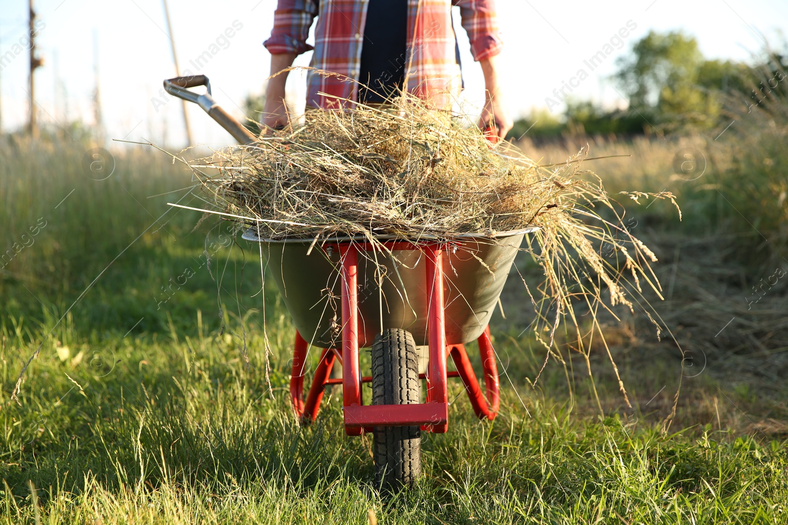 Photo of Farmer with wheelbarrow full of mown grass outdoors on sunny day, closeup