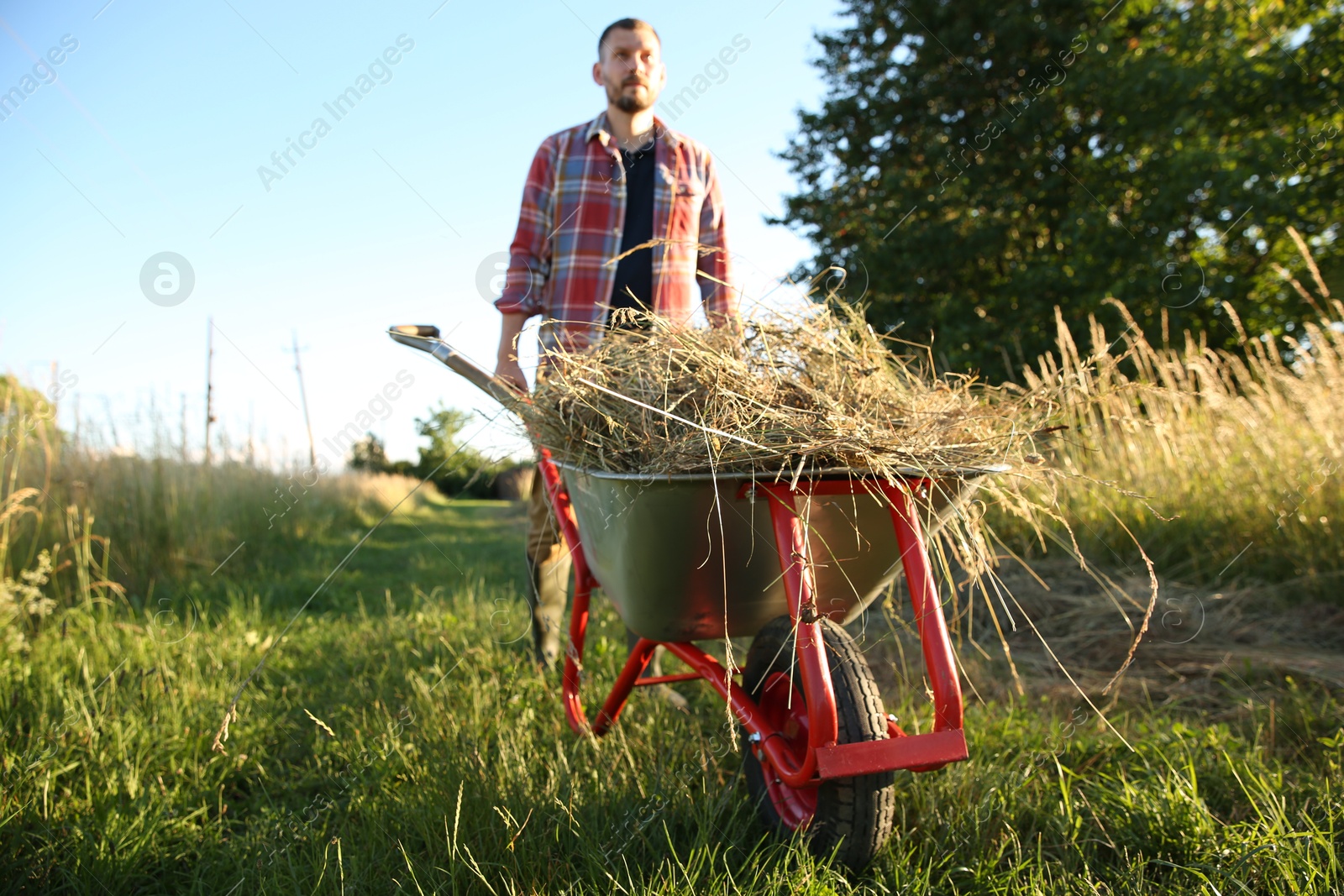 Photo of Farmer with wheelbarrow full of mown grass outdoors on sunny day, low angle view