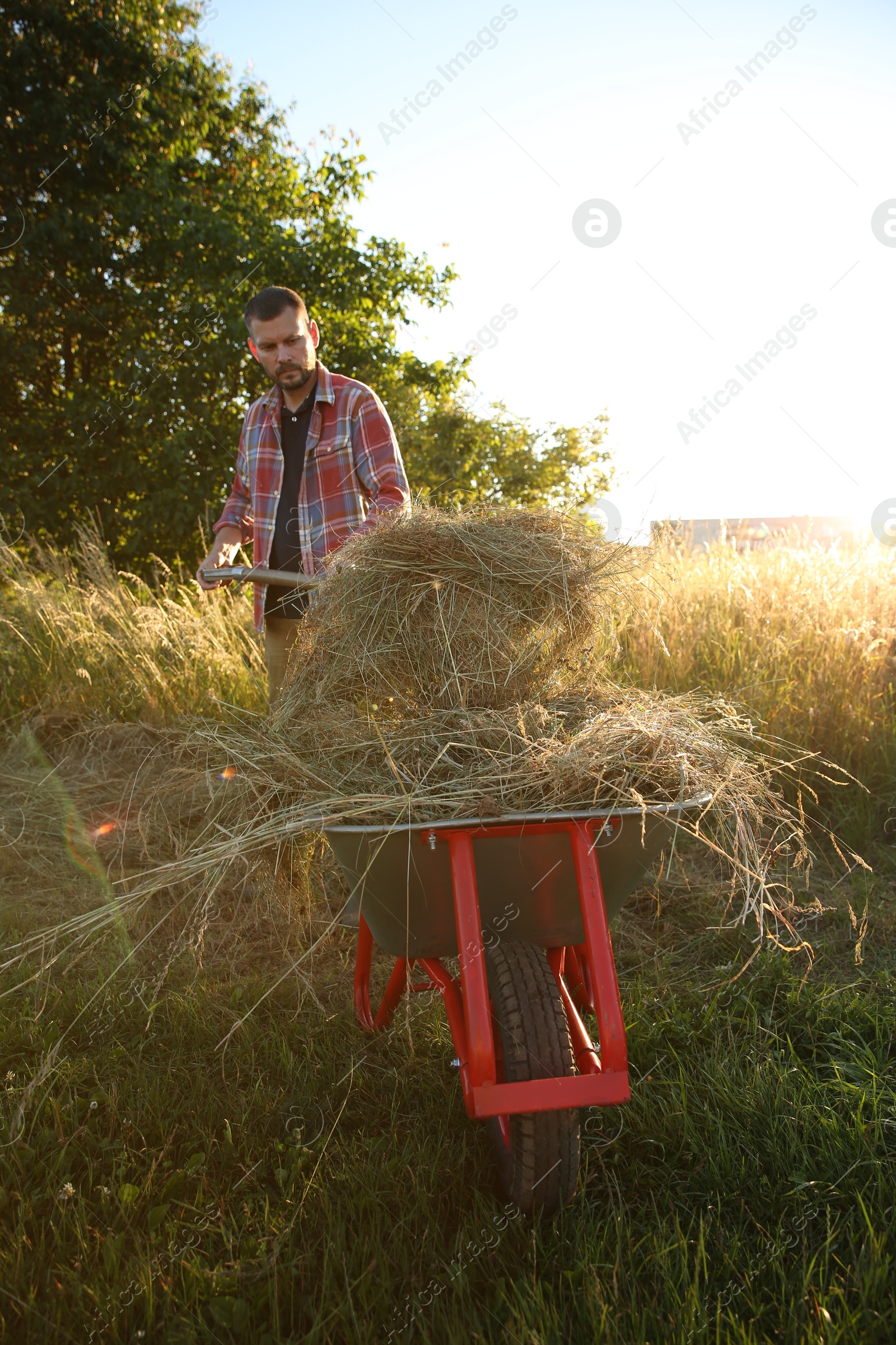 Photo of Farmer working with wheelbarrow full of mown grass outdoors