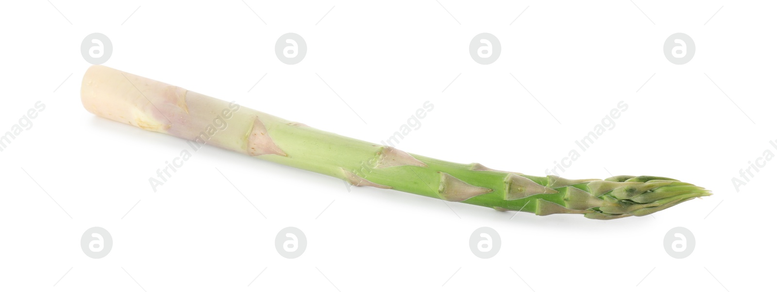 Photo of Fresh green asparagus stem isolated on white