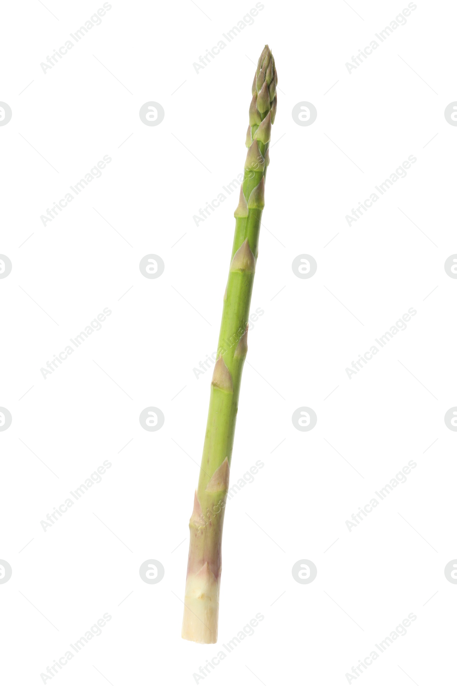 Photo of One fresh green asparagus stem isolated on white