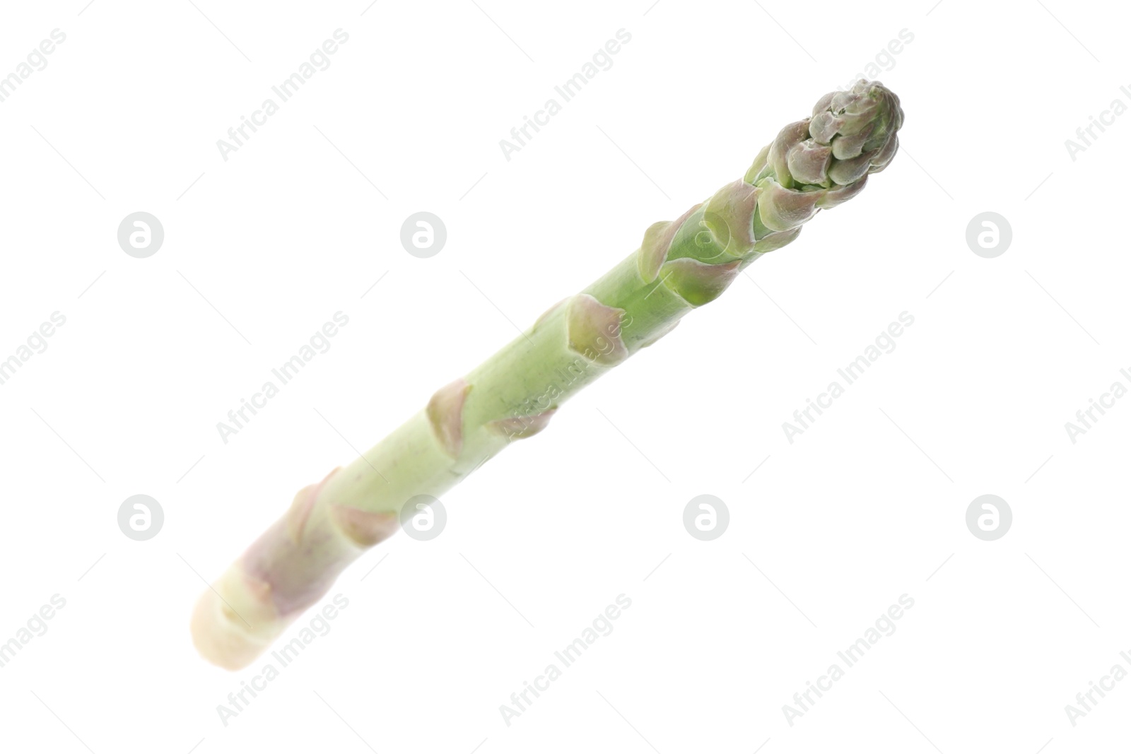 Photo of One fresh green asparagus stem isolated on white