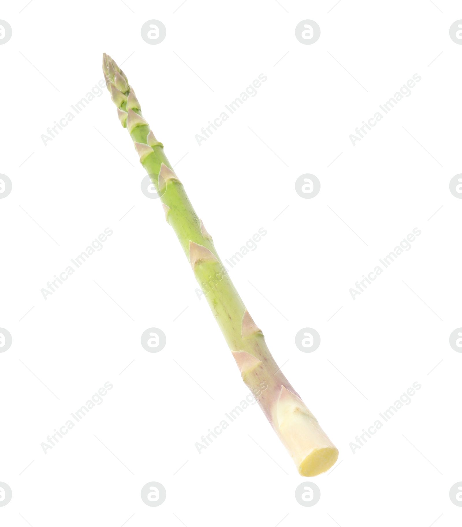 Photo of One fresh green asparagus stem isolated on white