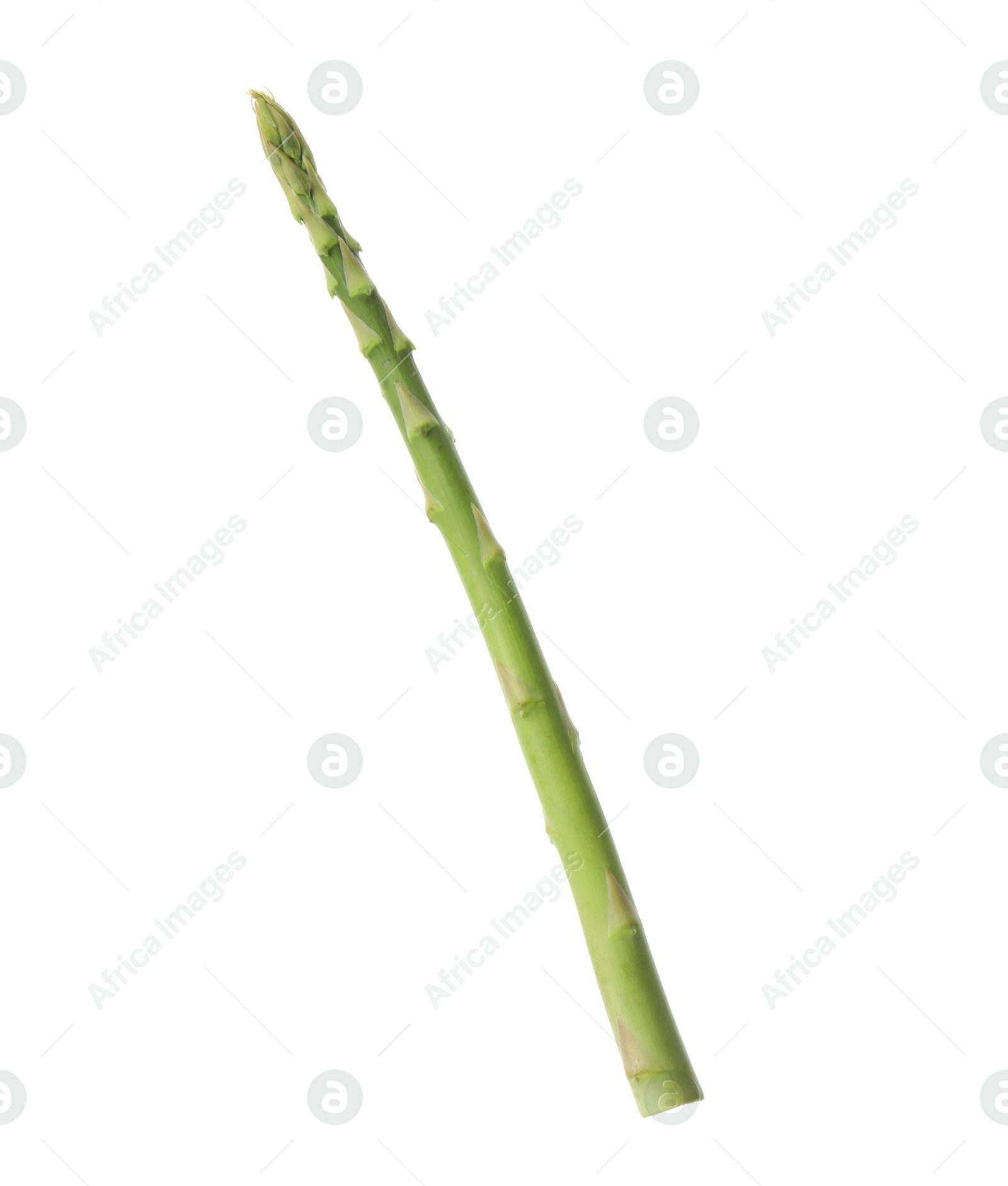 Photo of One fresh green asparagus stem isolated on white