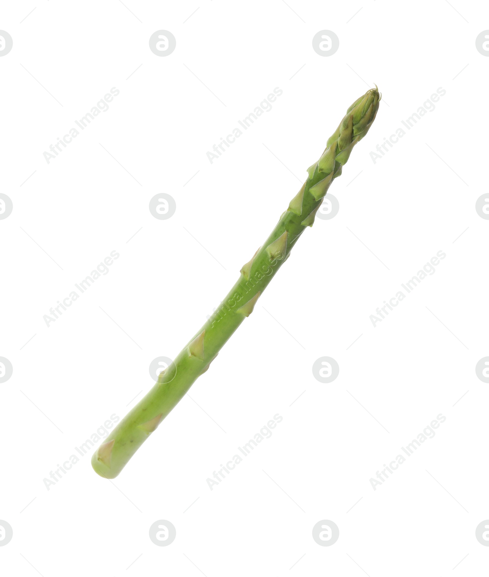 Photo of One fresh green asparagus stem isolated on white