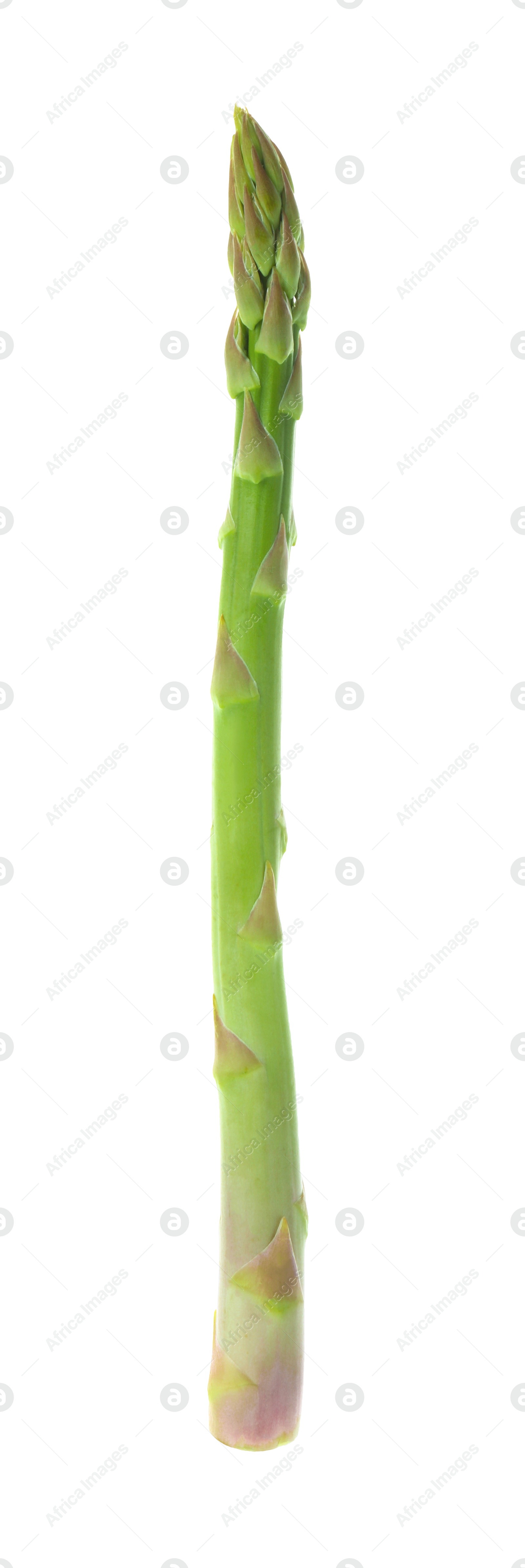 Photo of One fresh green asparagus stem isolated on white