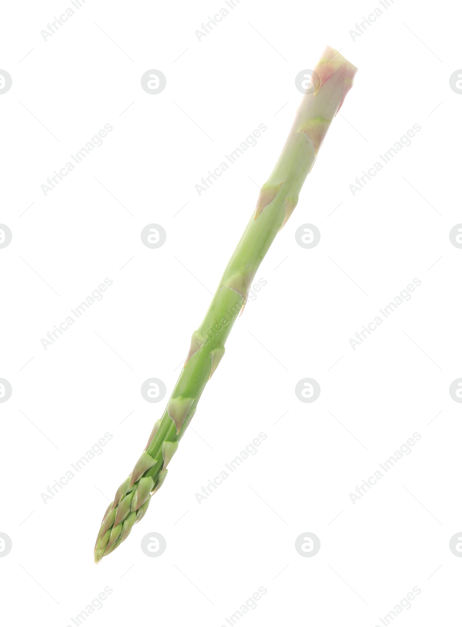 Photo of One fresh green asparagus stem isolated on white