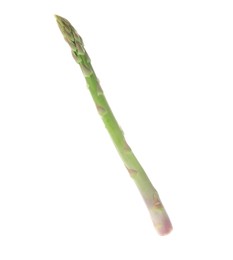 One fresh green asparagus stem isolated on white