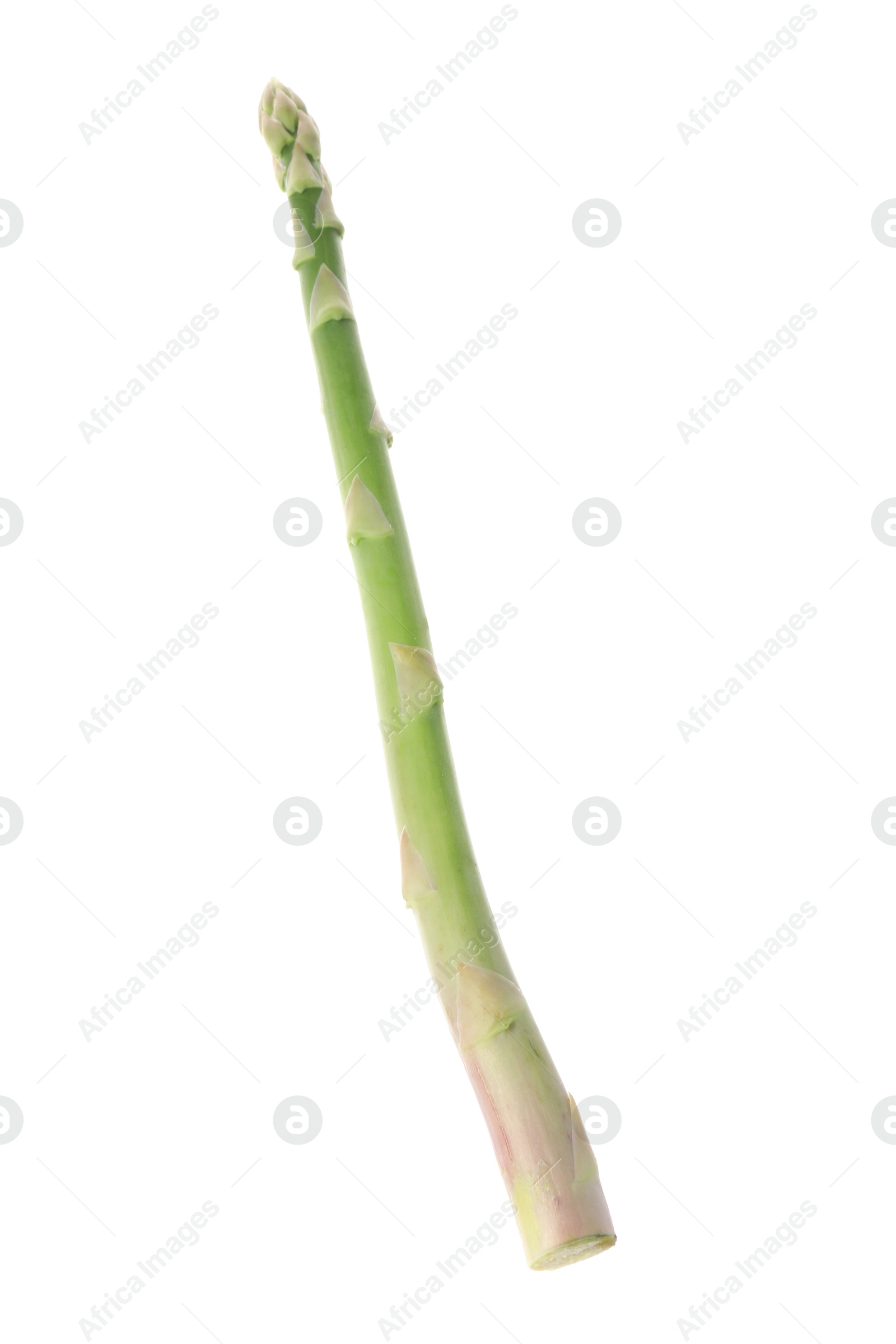 Photo of One fresh green asparagus stem isolated on white