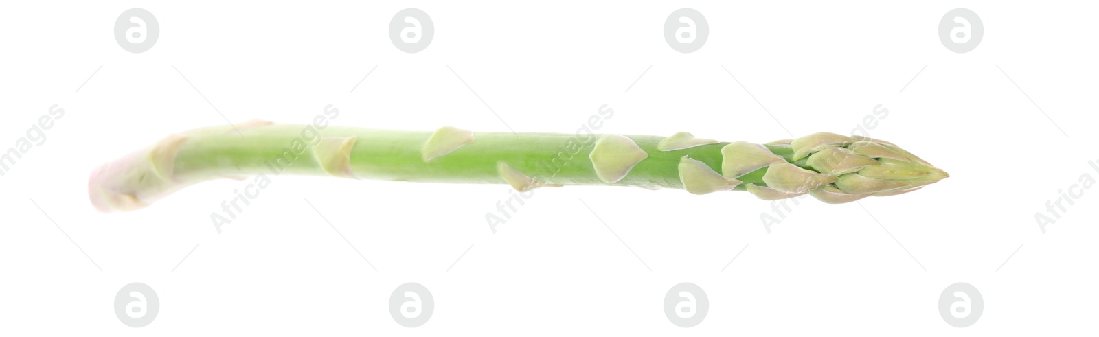 Photo of One fresh green asparagus stem isolated on white