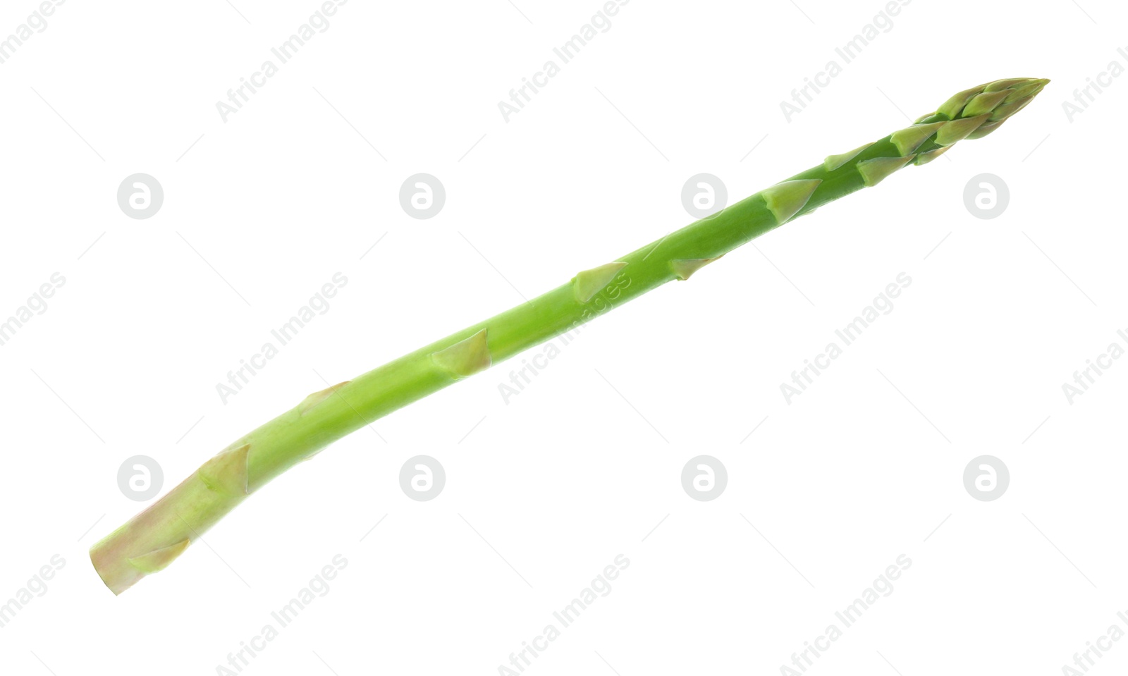 Photo of One fresh green asparagus stem isolated on white