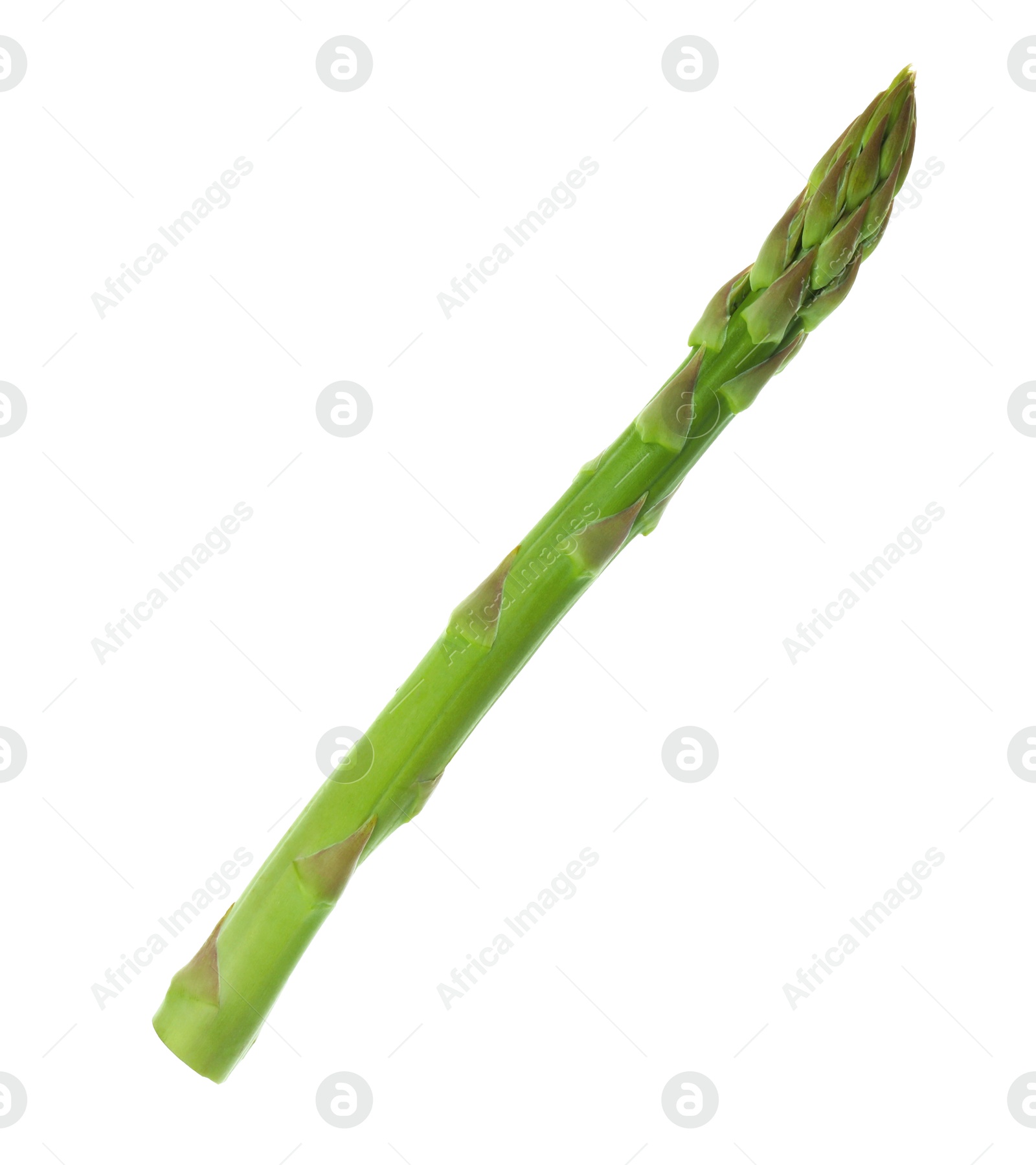 Photo of One fresh green asparagus stem isolated on white