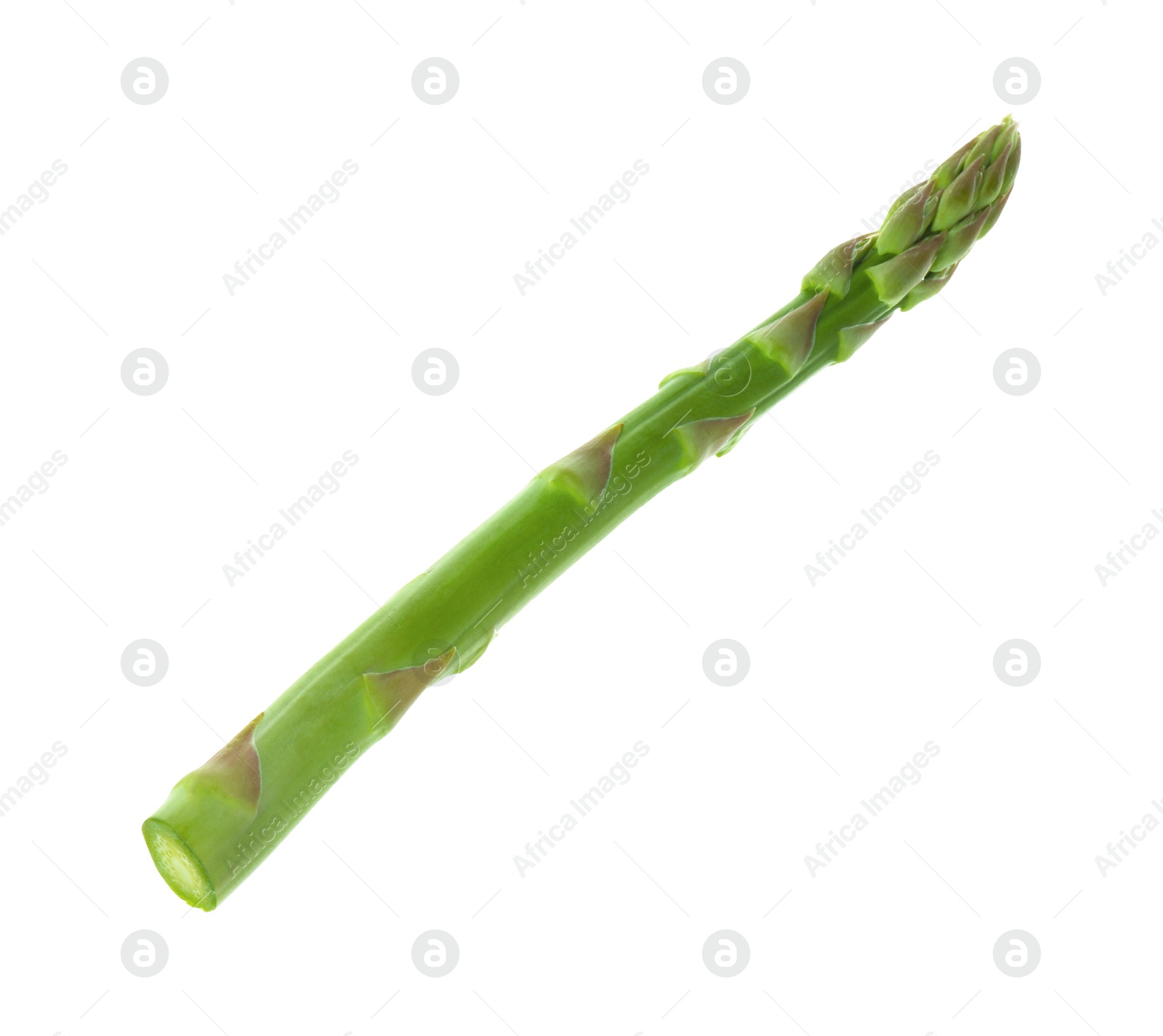 Photo of One fresh green asparagus stem isolated on white