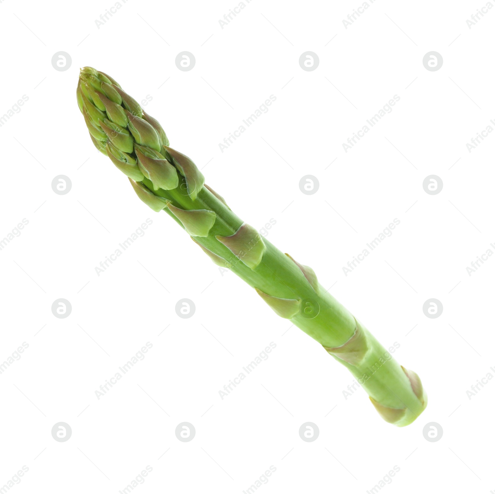 Photo of One fresh green asparagus stem isolated on white