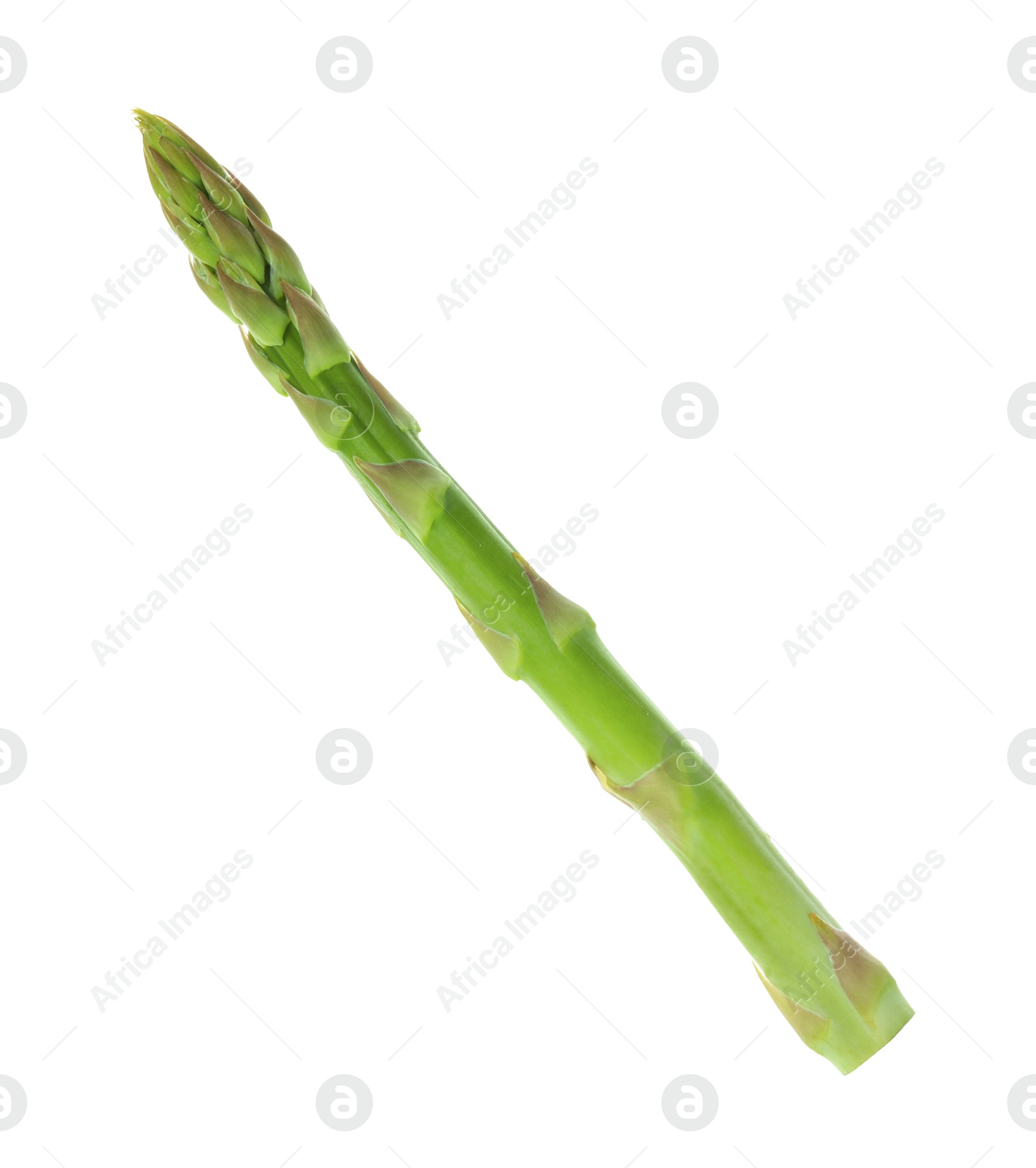 Photo of One fresh green asparagus stem isolated on white