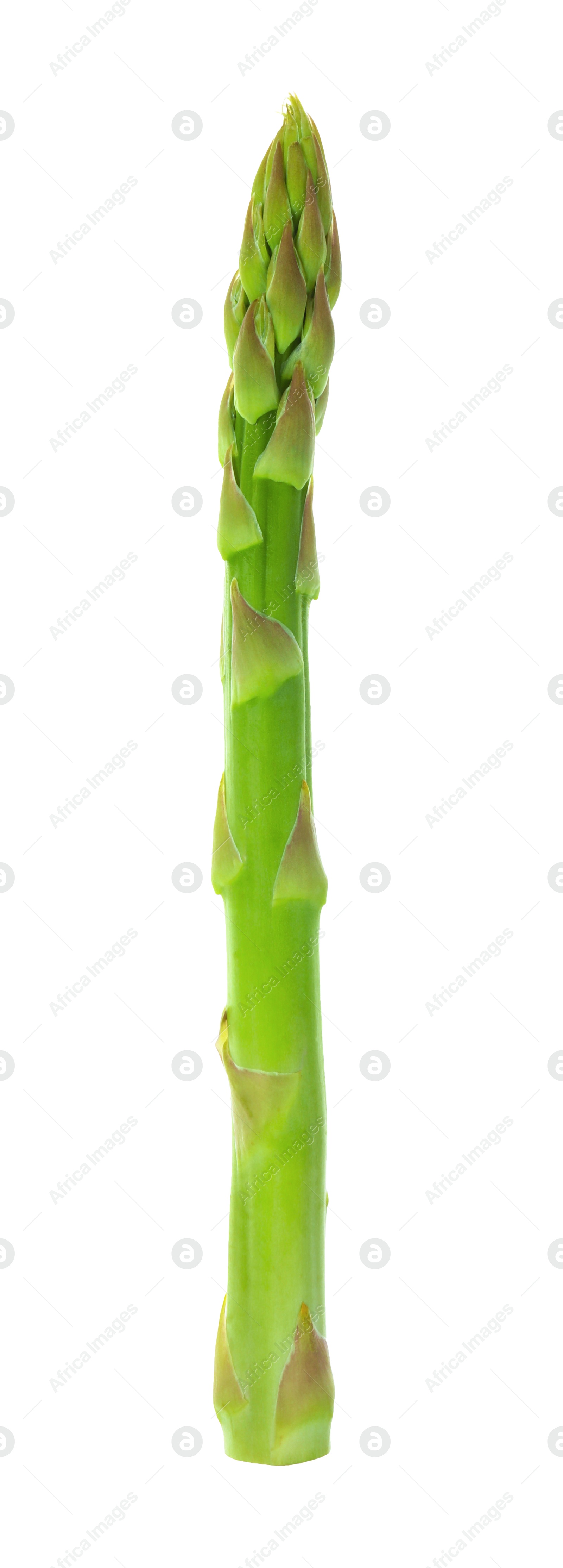 Photo of One fresh green asparagus stem isolated on white