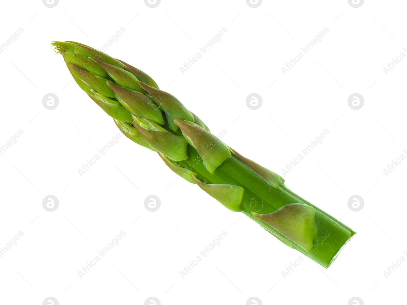 Photo of One fresh green asparagus stem isolated on white