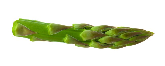 Photo of One fresh green asparagus stem isolated on white