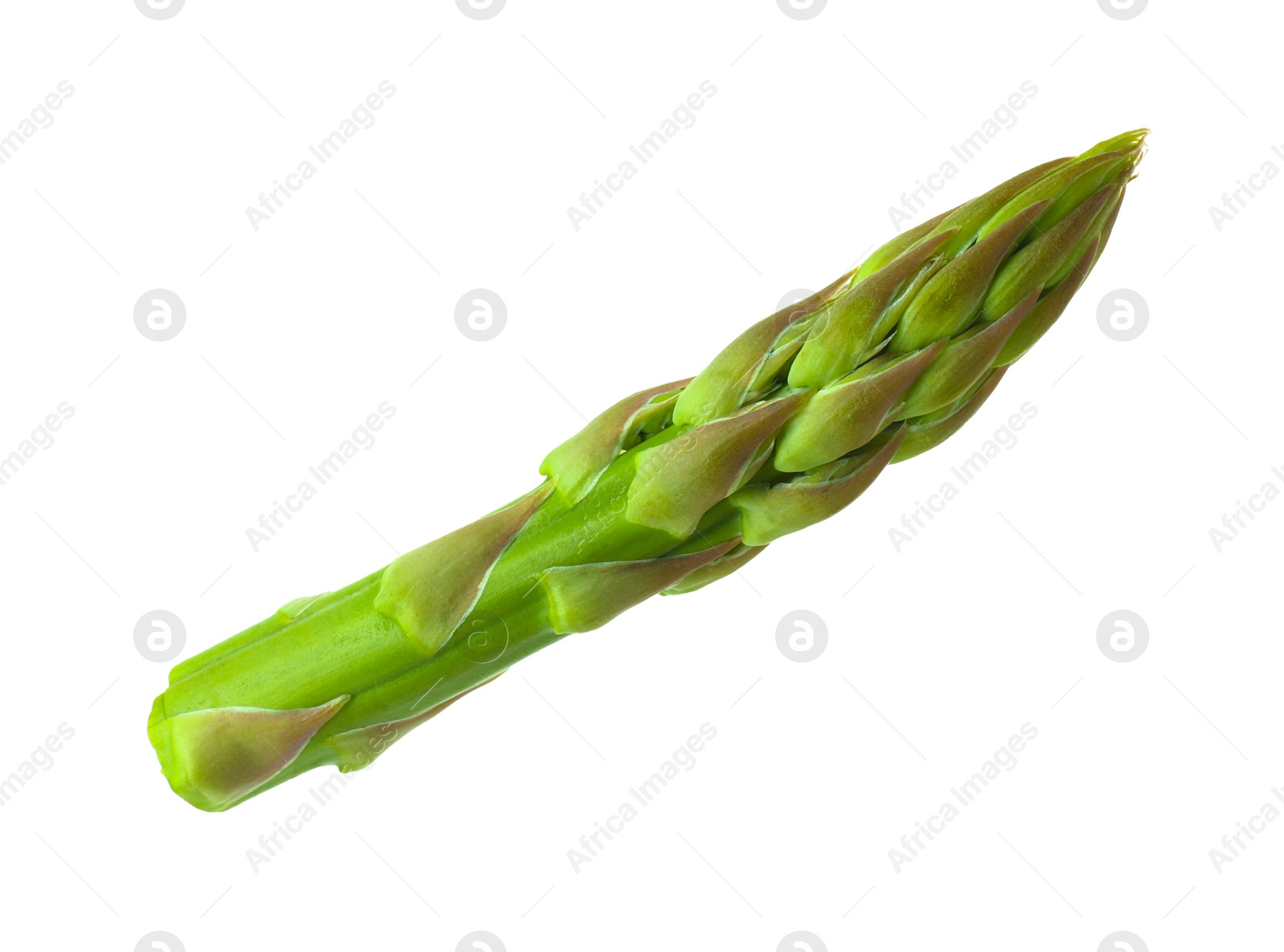 Photo of One fresh green asparagus stem isolated on white